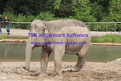 TSR Watermark Image software Example