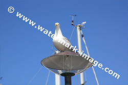 TSR Watermark Image software Example